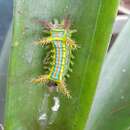 Image of Wattle Cup Moth