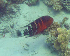 Image of Banded maori wrasse