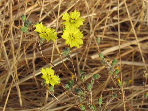 Слика од Lagophylla glandulosa A. Gray