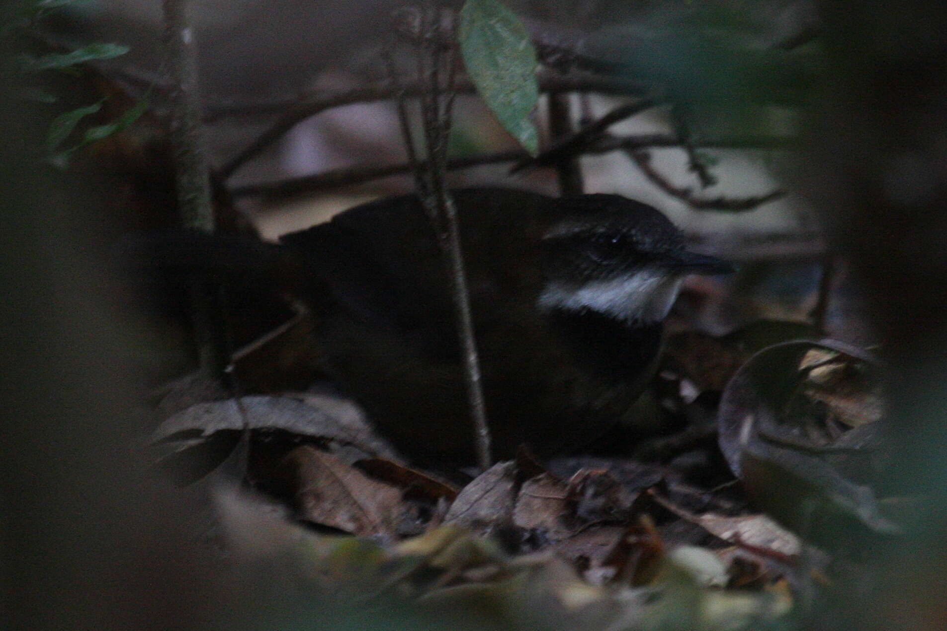 Image of Acanthizidae