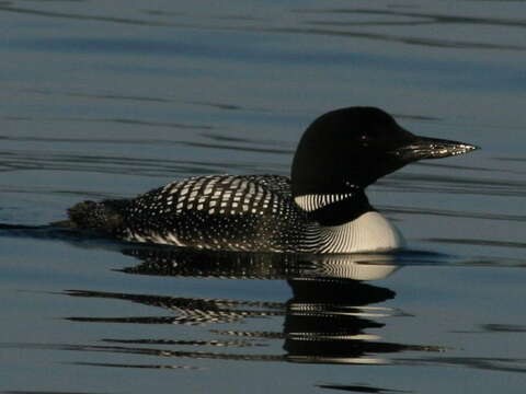 Image of loons