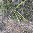 Image of Dierama pulcherrimum (Hook. fil.) Baker