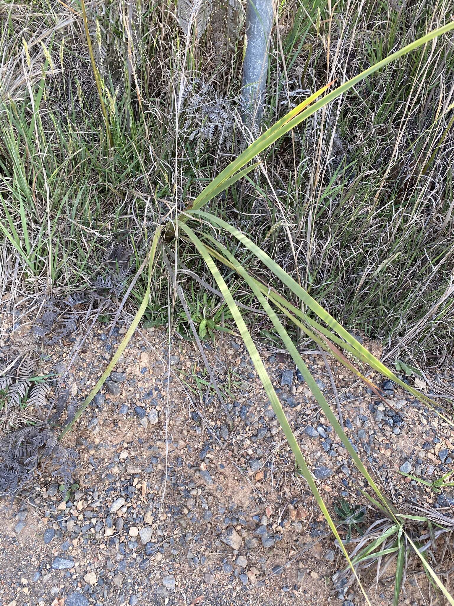 Image of Dierama pulcherrimum (Hook. fil.) Baker