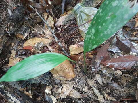 Imagem de Chrysoglossum ornatum Blume