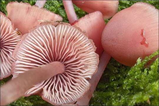 Image of Mycena haematopus (Pers.) P. Kumm. 1871