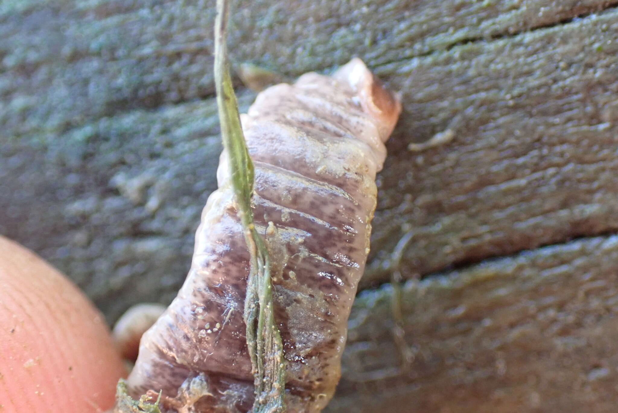 Image of New Zealand flatworm