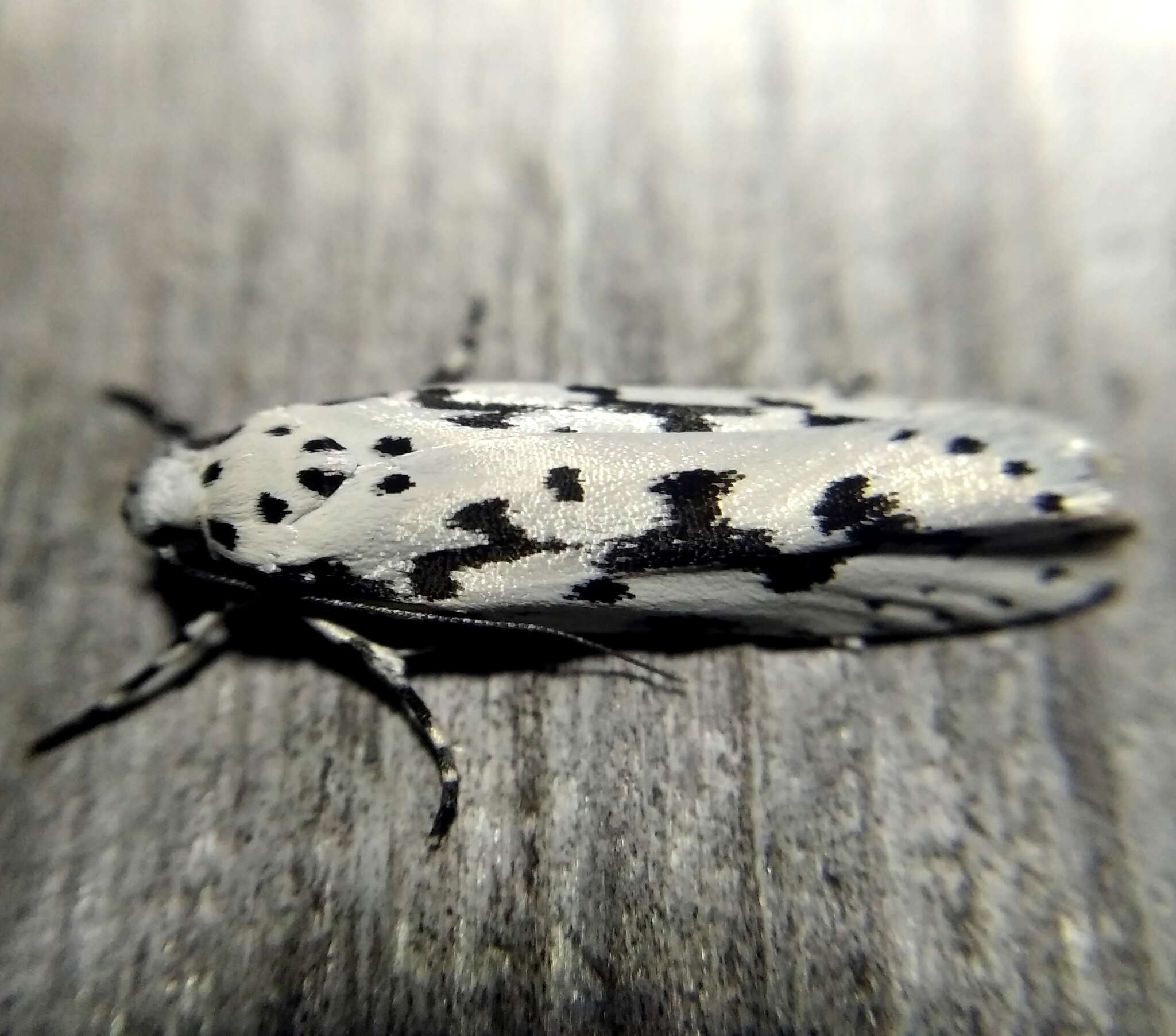 Image of Ethmia fumidella Wocke 1849