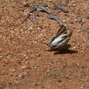 Sivun Protographium leosthenes (Doubleday 1846) kuva