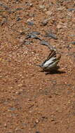 Image of Protographium leosthenes (Doubleday 1846)