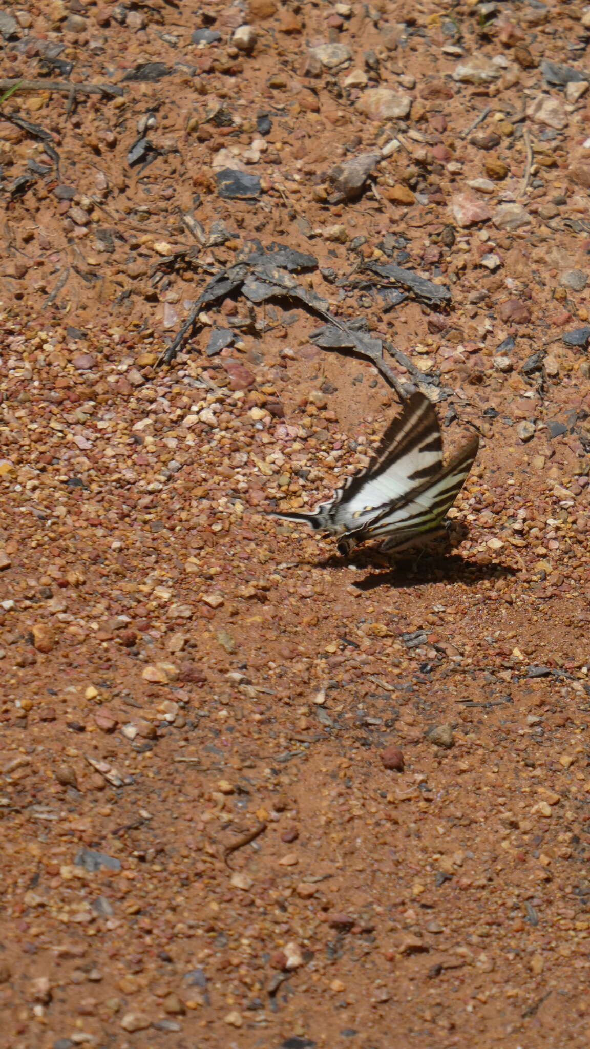 Image of Protographium leosthenes (Doubleday 1846)