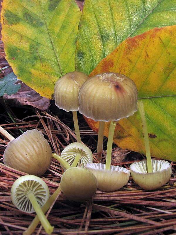 Image of Mycena epipterygia (Scop.) Gray 1821