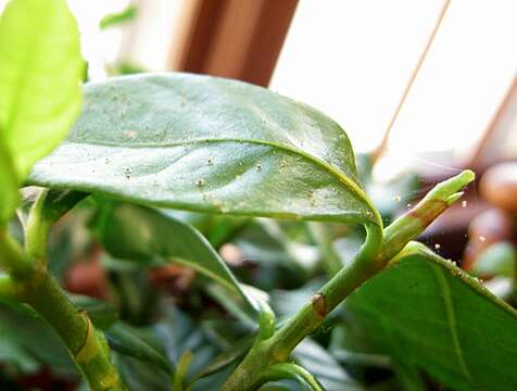 Image of Two-spotted spider mite