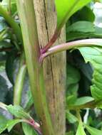 Image of southern pokeweed