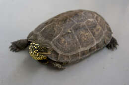 Image of Chinese Pond Turtle