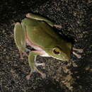 Image of Japanese gliding frog