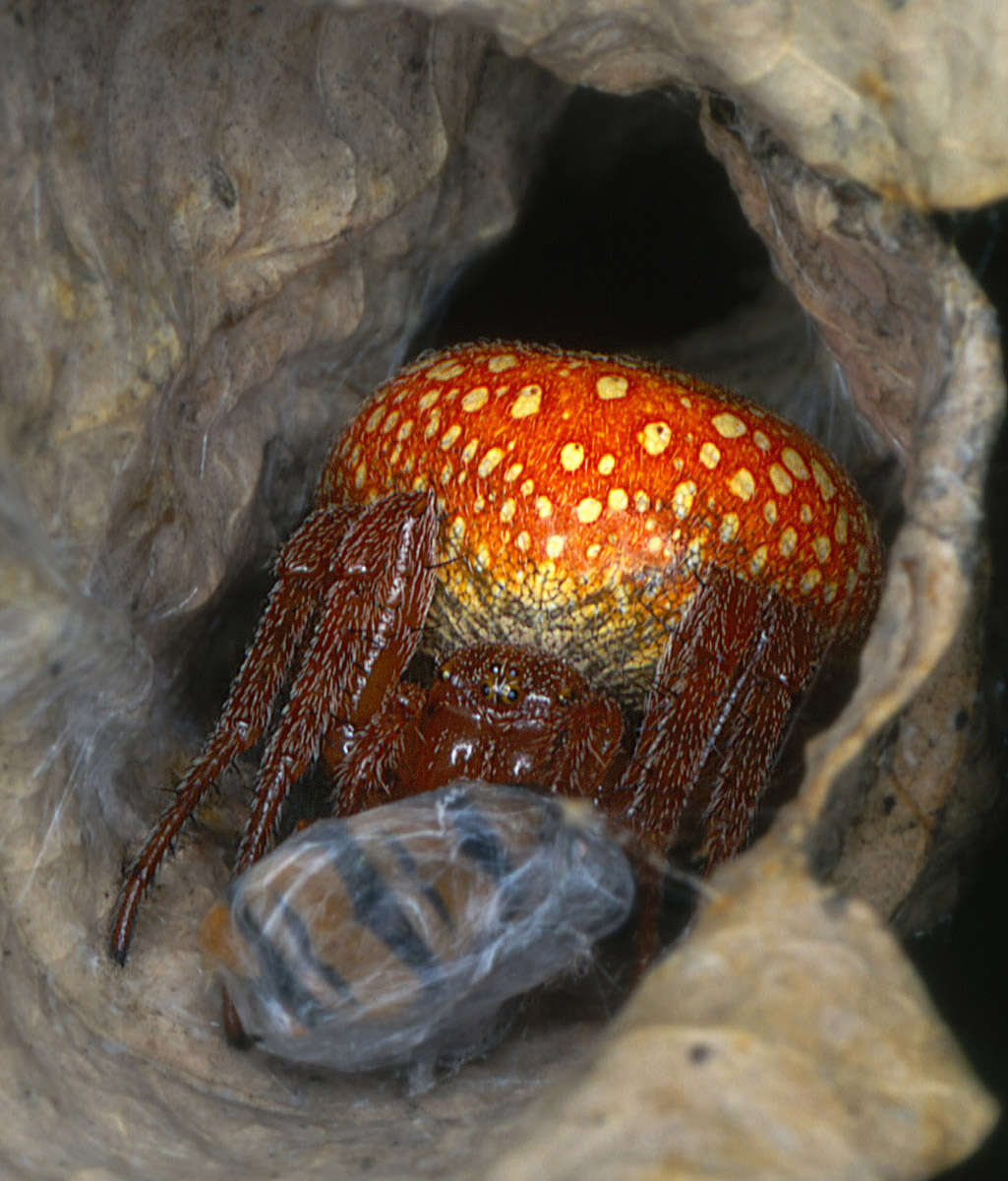 Image of Araneus alsine (Walckenaer 1802)