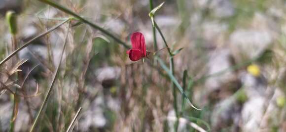 Image of Brown Vetchling