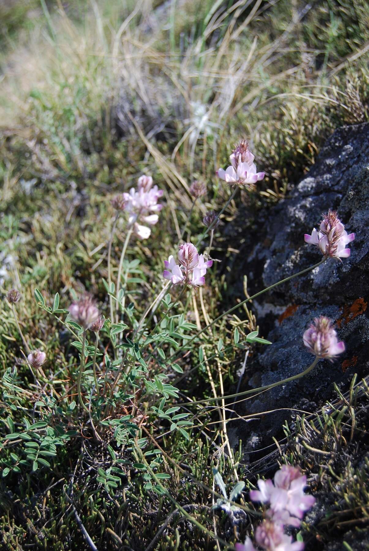 Image of Hedysarum chaiyrakanicum Kurbatski