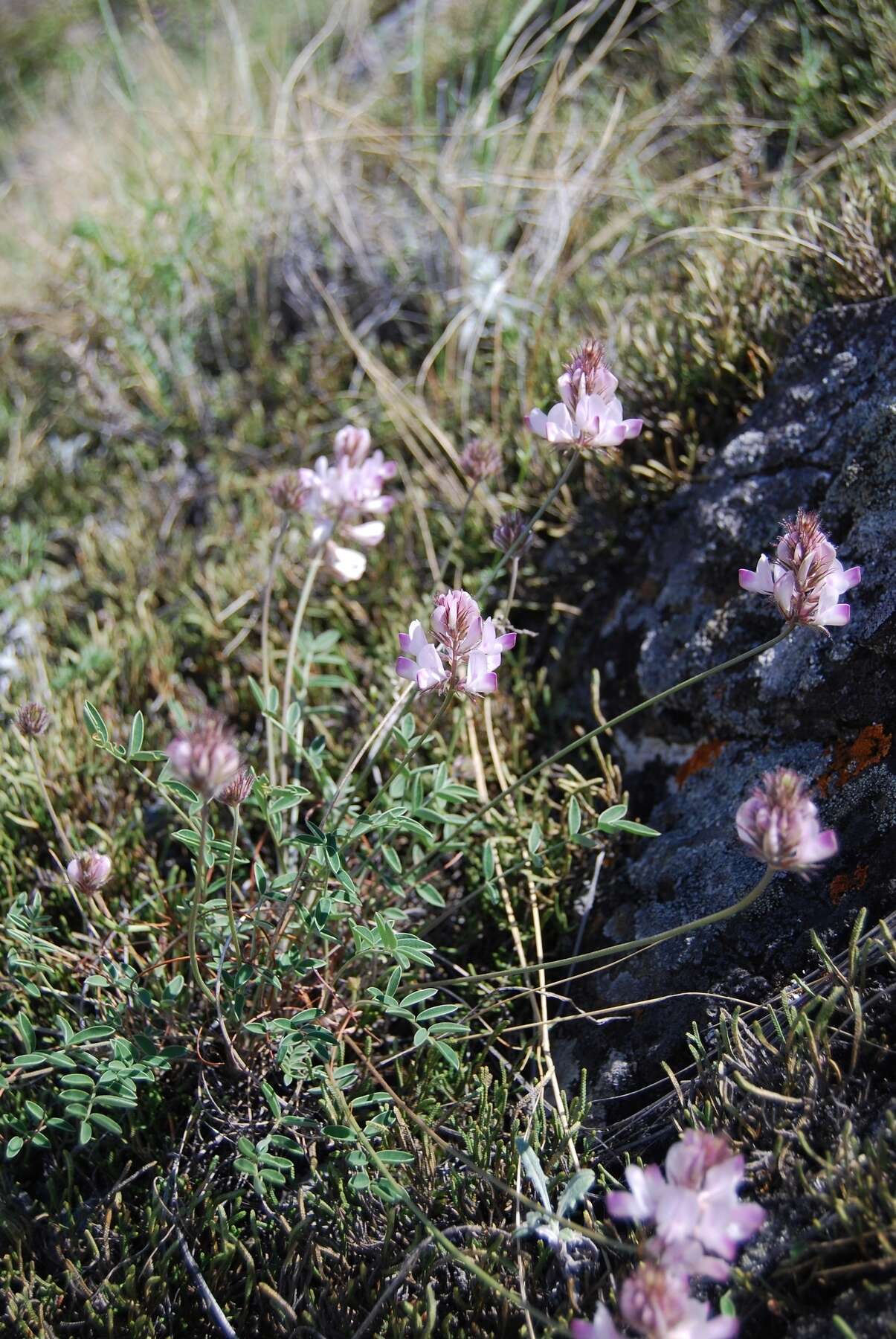 Hedysarum chaiyrakanicum Kurbatski resmi