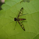 Image of Common Snipe Fly