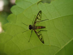 Image of Common Snipe Fly