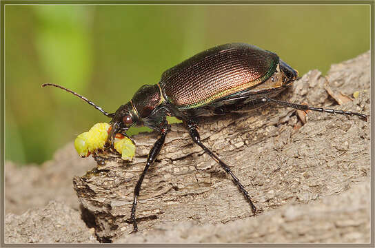 Image of Calosoma (Calosoma) inquisitor (Linnaeus 1758)