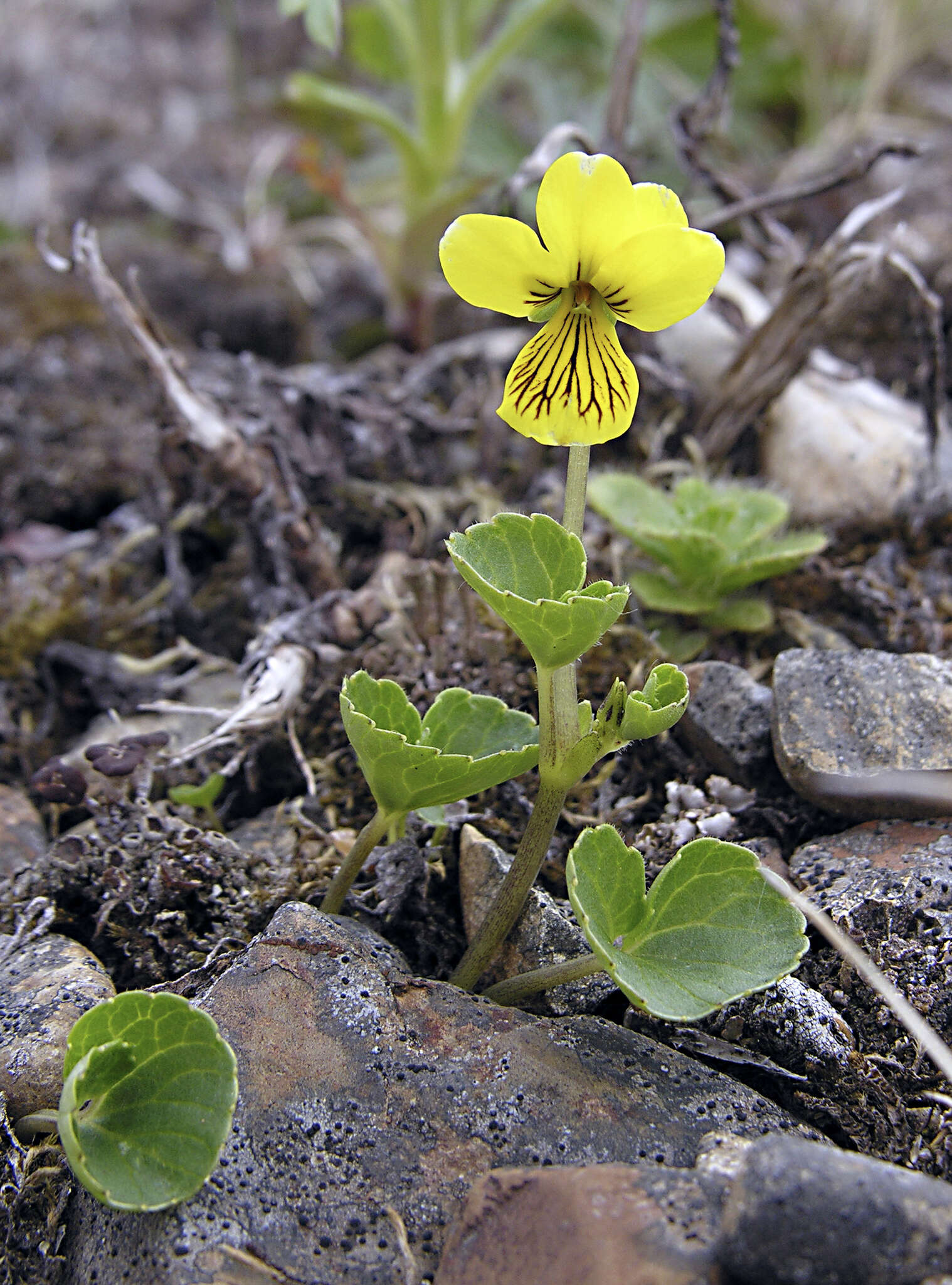 Image of Viola crassa (Makino) Makino