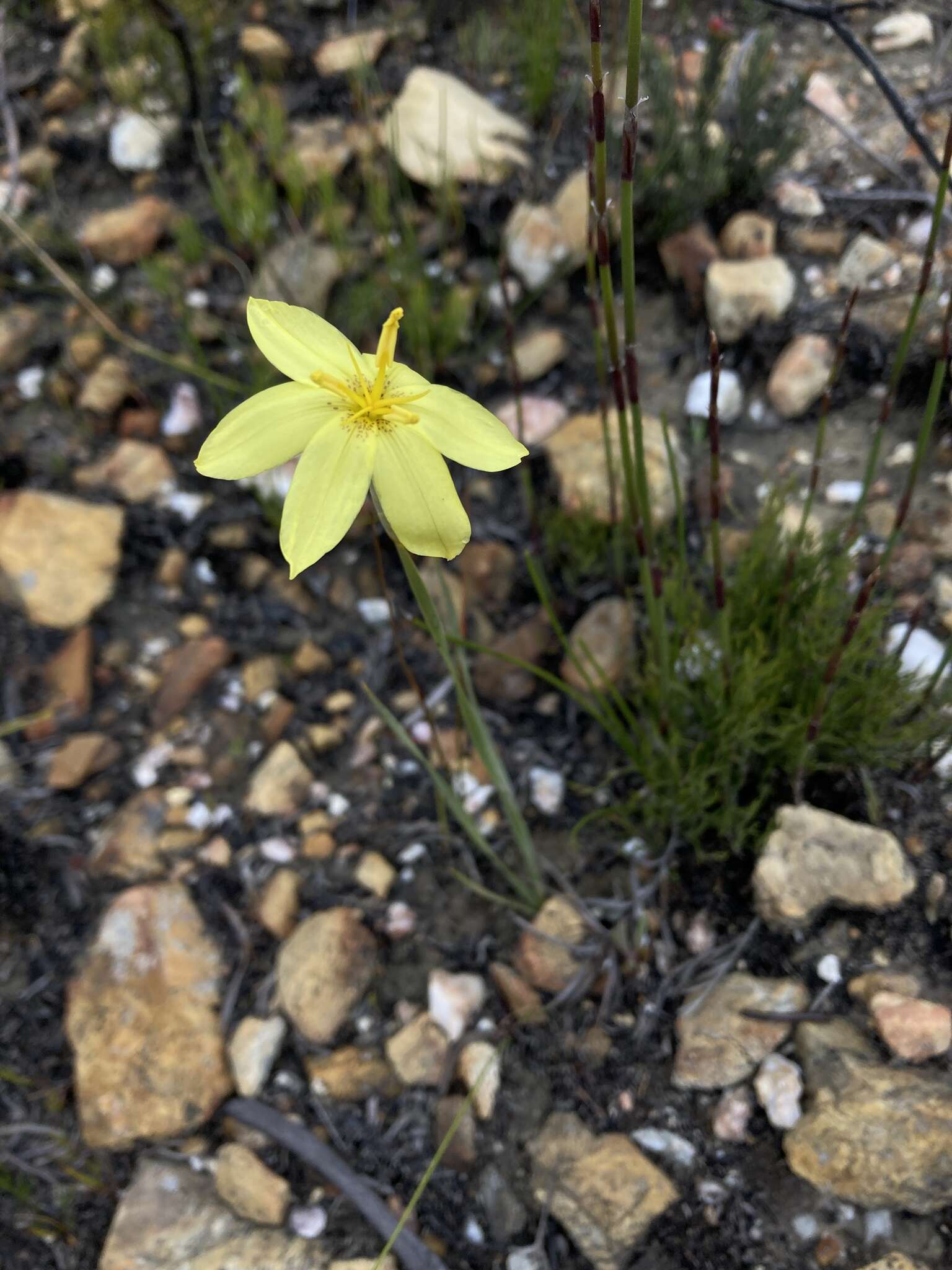 Image of Bobartia filiformis (L. fil.) Ker Gawl.