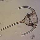 صورة Neoceratium tripos