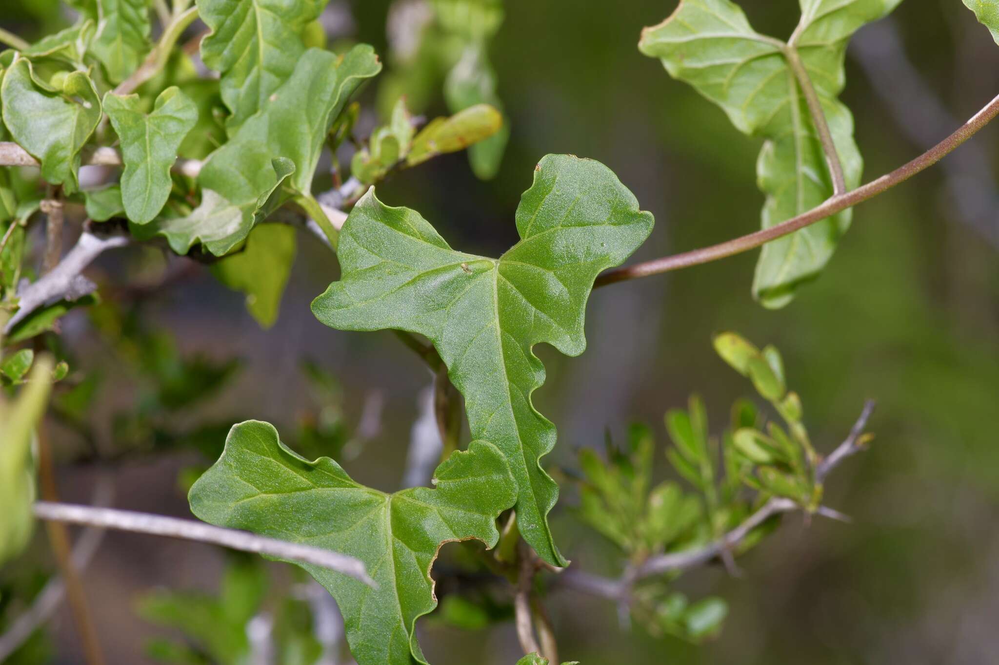 Image de Ipomoea rupicola House