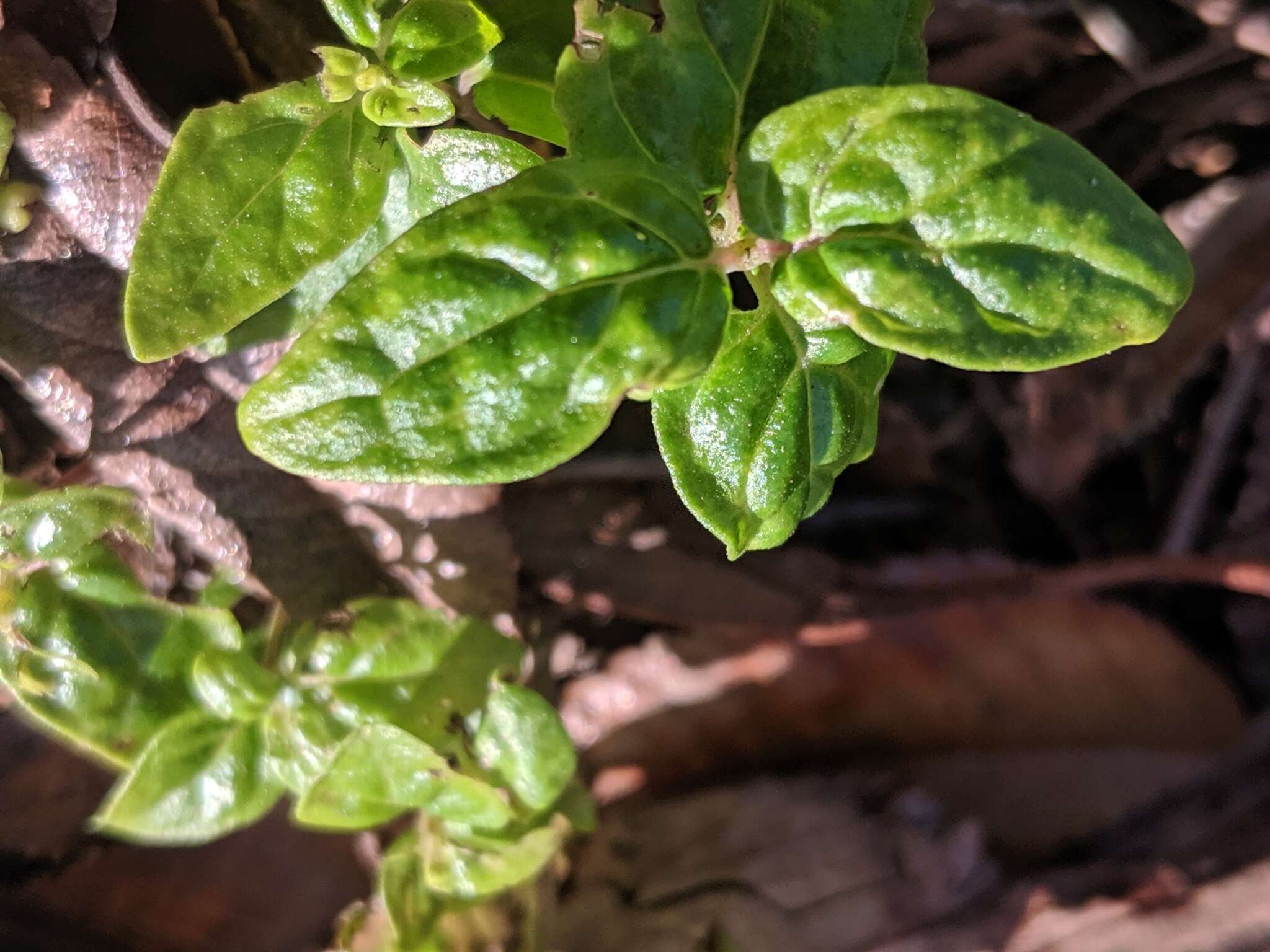 Image of Mentha australis R. Br.