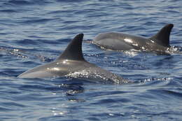 Image of Long-beaked Dolphin