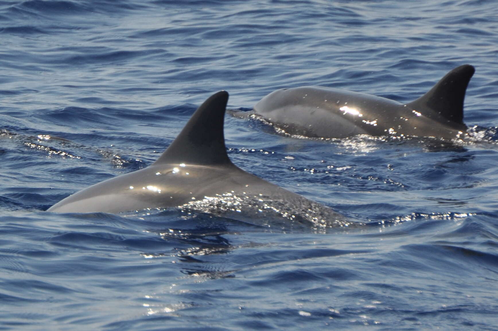 Image of Long-beaked Dolphin