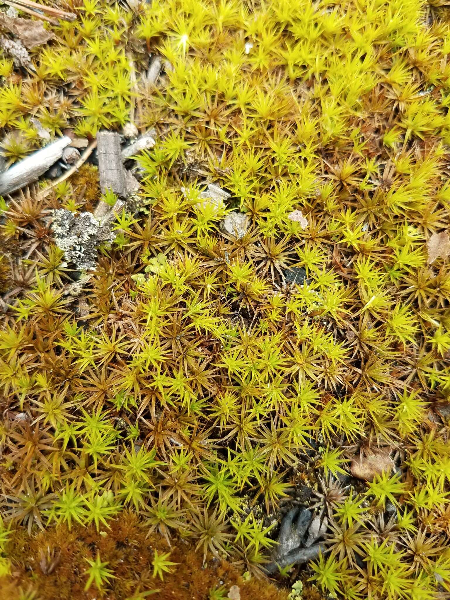 Image of Polytrichastrum ohioense G. L. Smith 1971