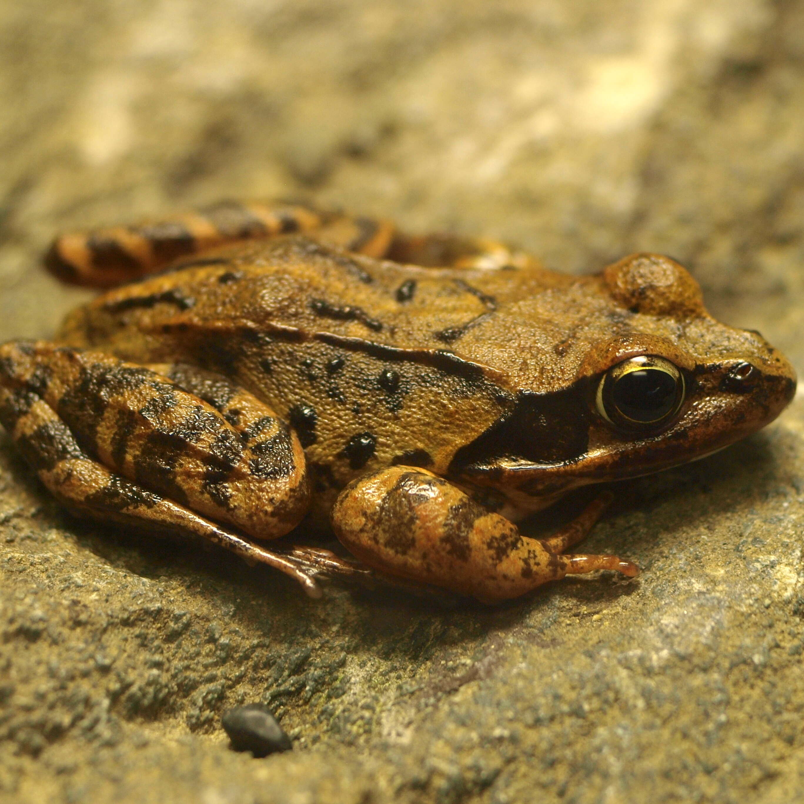 Image de Rana ornativentris Werner 1903