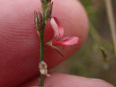 Plancia ëd Indigofera leptocarpa Eckl. & Zeyh.