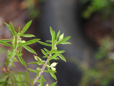 Image of Leucopogon leptospermoides R. Br.