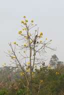 Cochlospermum religiosum (L.) Alston resmi