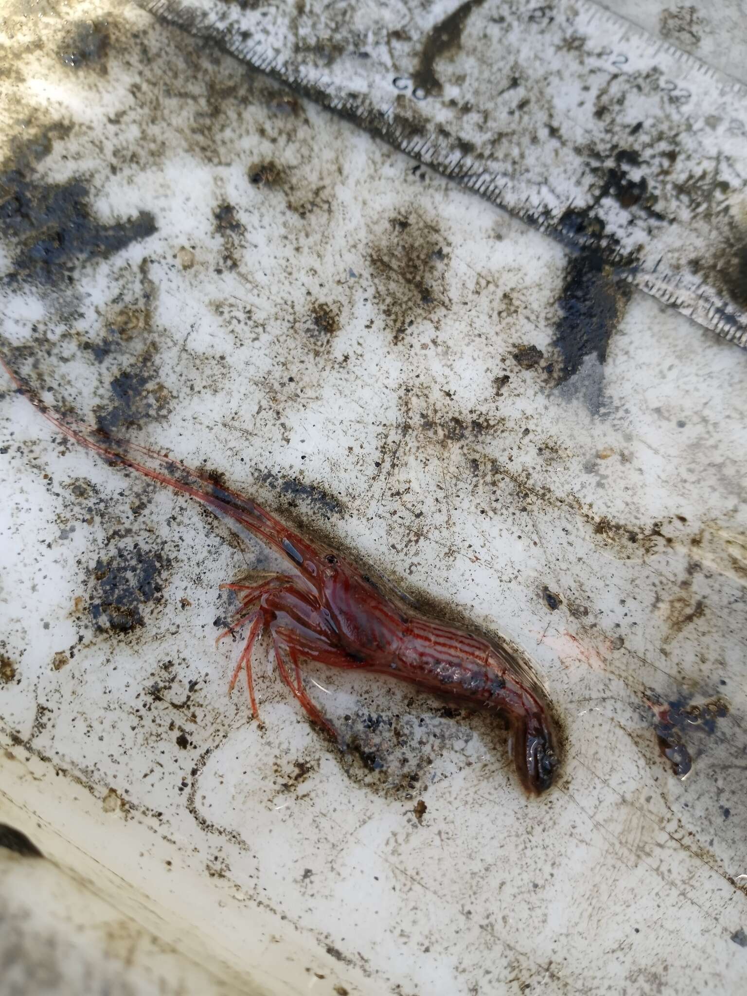 Image of Indian lined shrimp