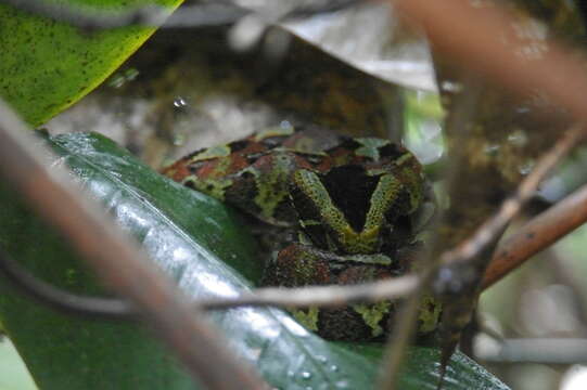 Image of Rhinoceros Viper