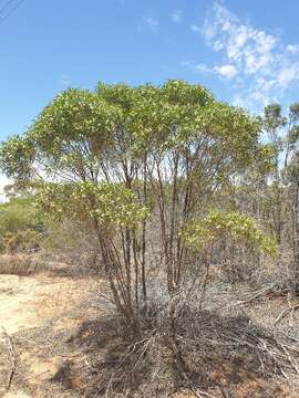 Image of Myoporum platycarpum R. Br.