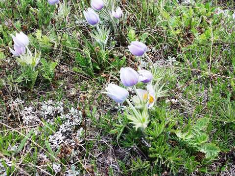 Image of Pulsatilla patens subsp. nuttalliana (DC.) Grey-Wilson