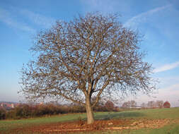 Image of Common walnut