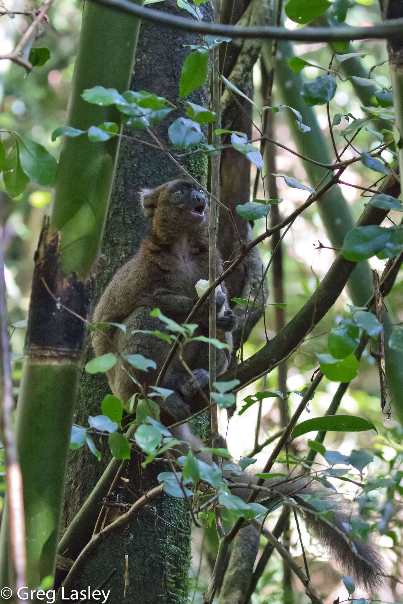 Imagem de Prolemur Gray 1870