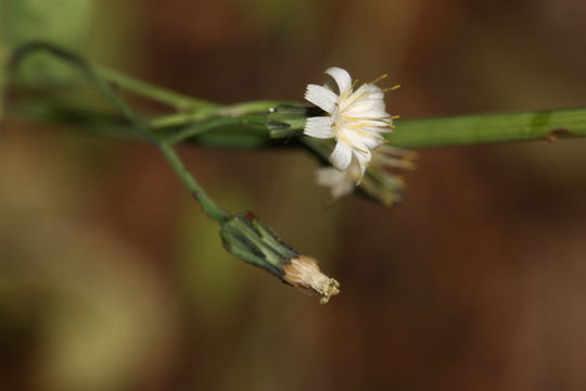 Image of white hawkweed