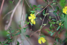 Sivun Hibbertia empetrifolia (DC.) Hoogland kuva