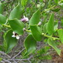 Image of Monttea chilensis J. Gay