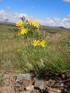 Imagem de Crepidiastrum tenuifolium (Willd.) A. N Sennikov