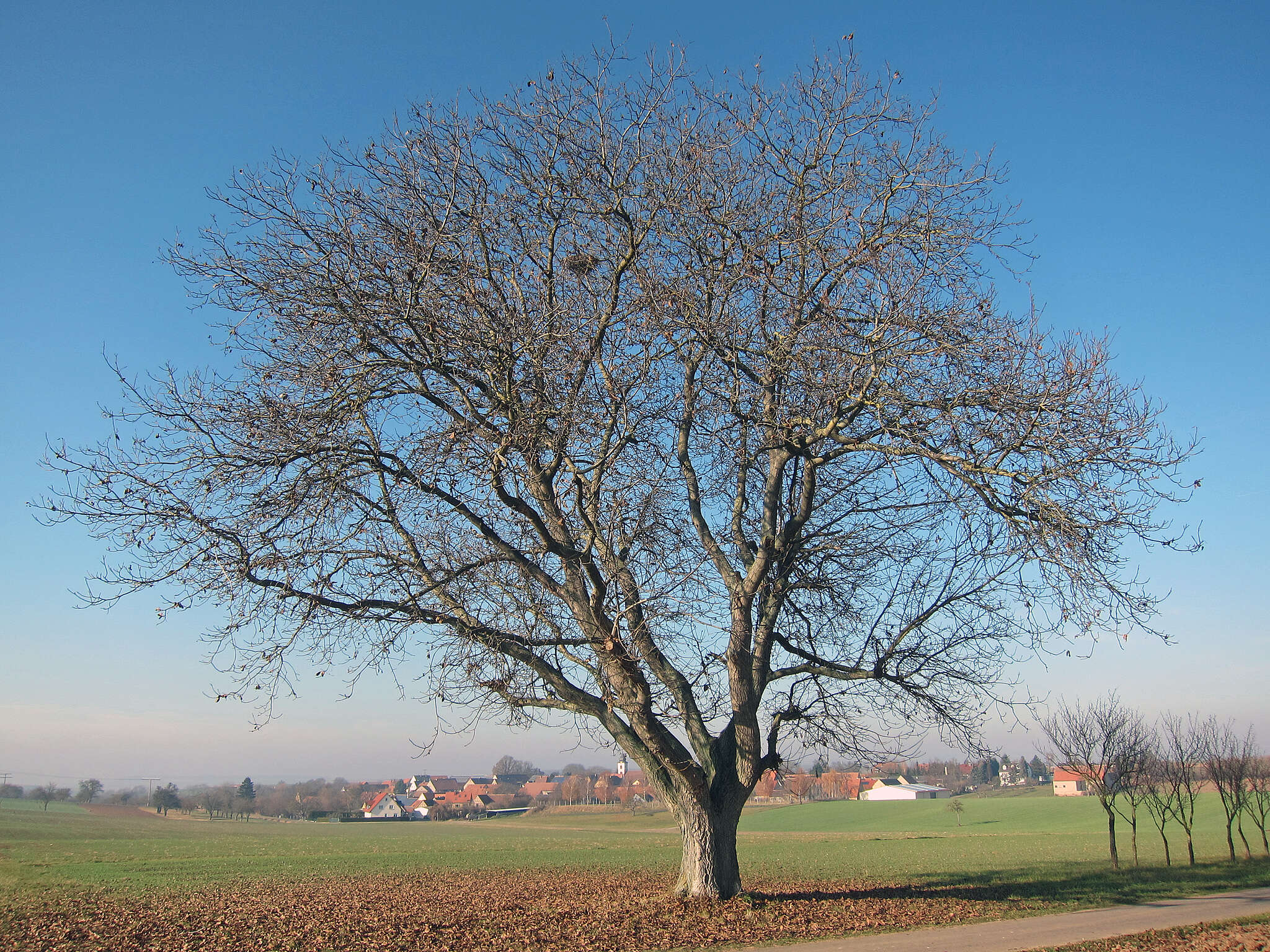 Image of Common walnut