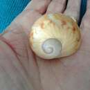 Image of colorful Atlantic moonsnail